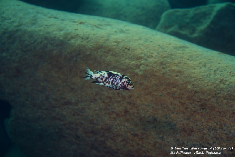 Maylandia zebra 'Ngwasi'